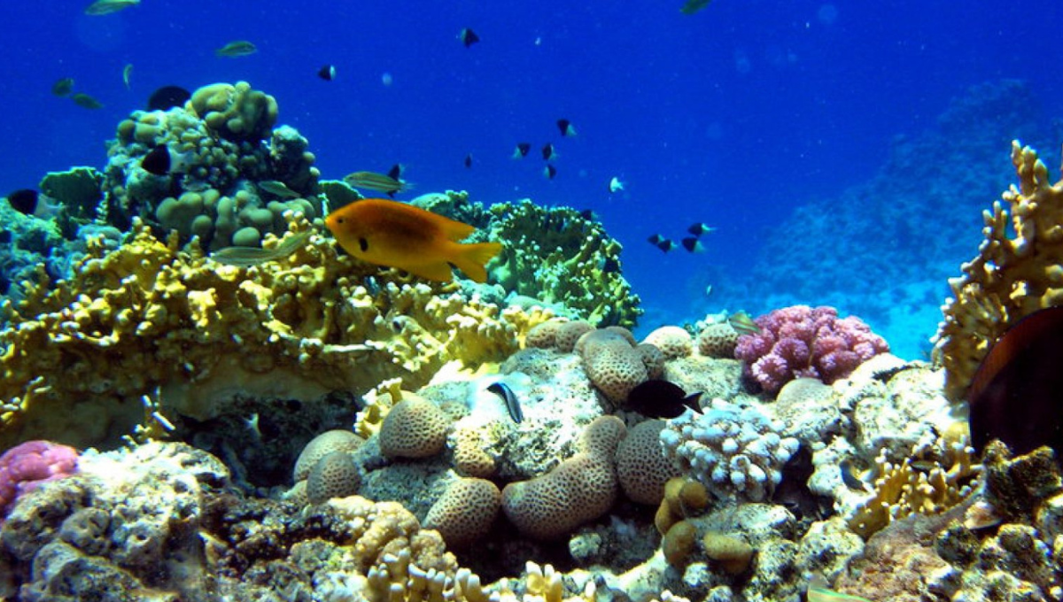 ¿Un universo oculto en el fondo del mar?: el descubrimiento que emociona a los científicos