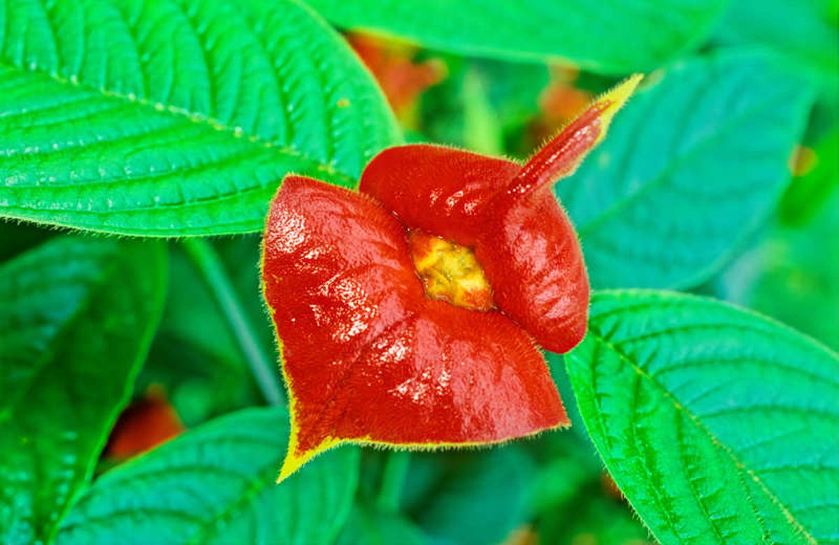 El especialista manifestó que la flor Psychotria elata es parecido a un par de labios. El especialista manifestó que la flor Psychotria elata es parecido a un par de labios.