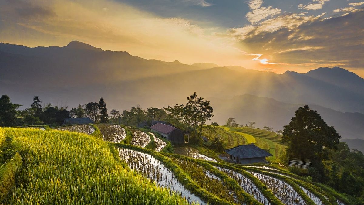 Un campo de arroz en Vietnam. Imagen: Pixabay. Un campo de arroz en Vietnam. Imagen: Pixabay.