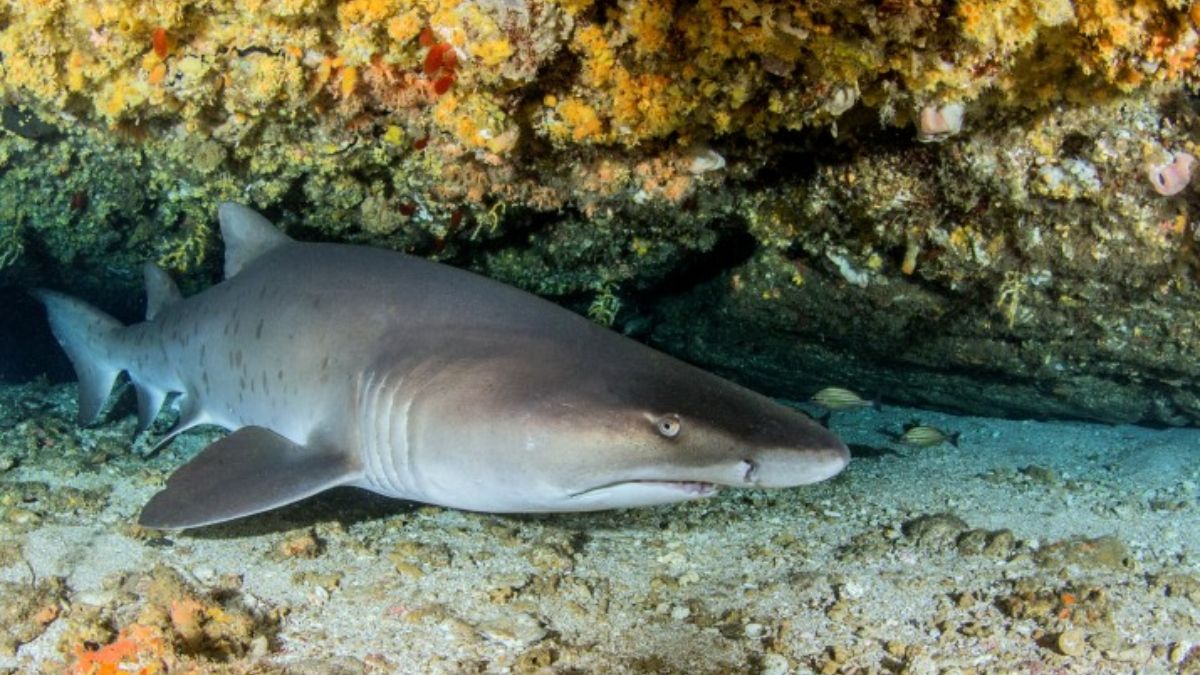 Tiburón escalandrún. Fuente: Shutterstock Tiburón escalandrún. Fuente: Shutterstock