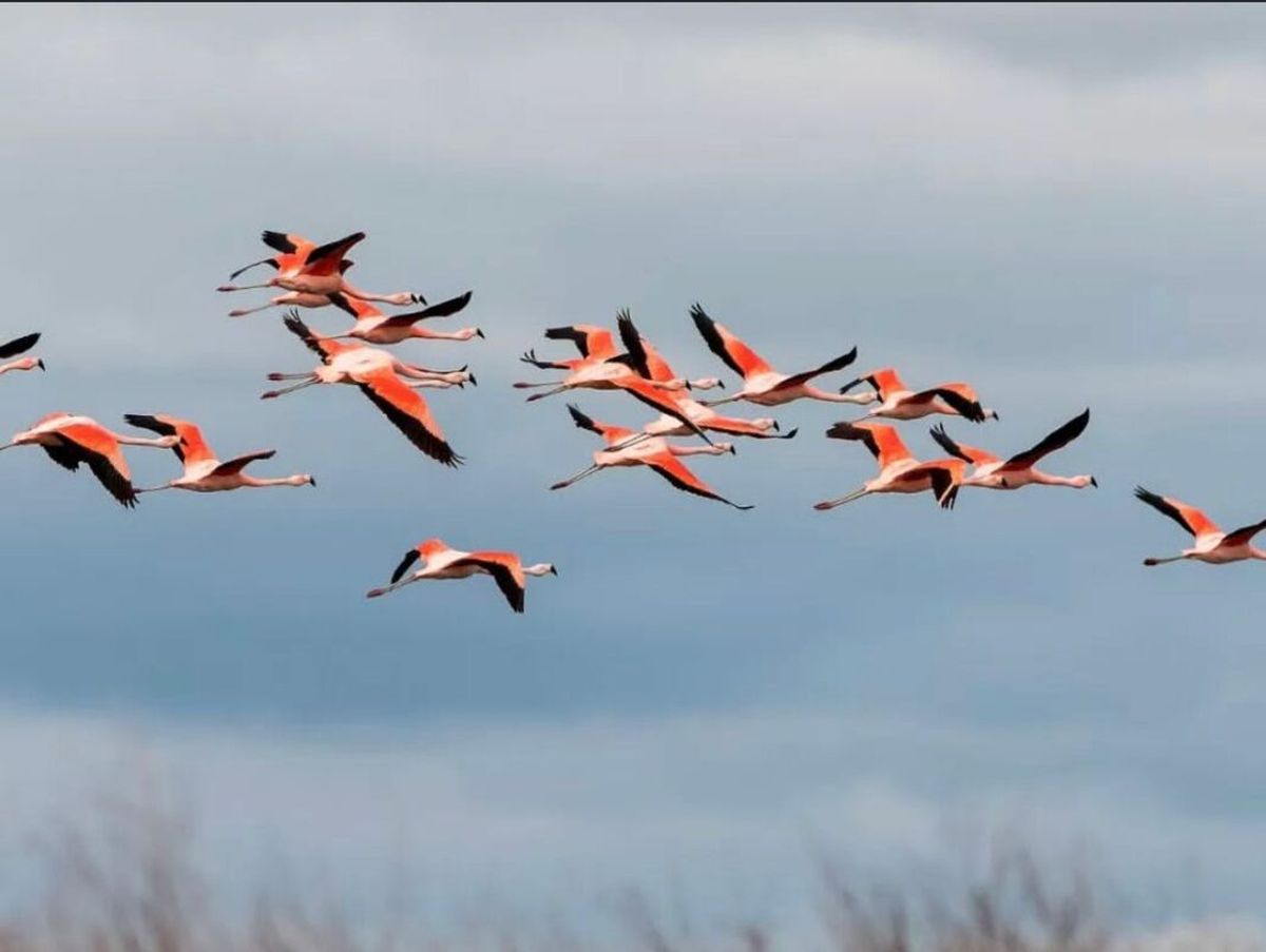Diferencia clave: la RAE aclara que todo pájaro es un ave, pero no toda ave es un pájaro.