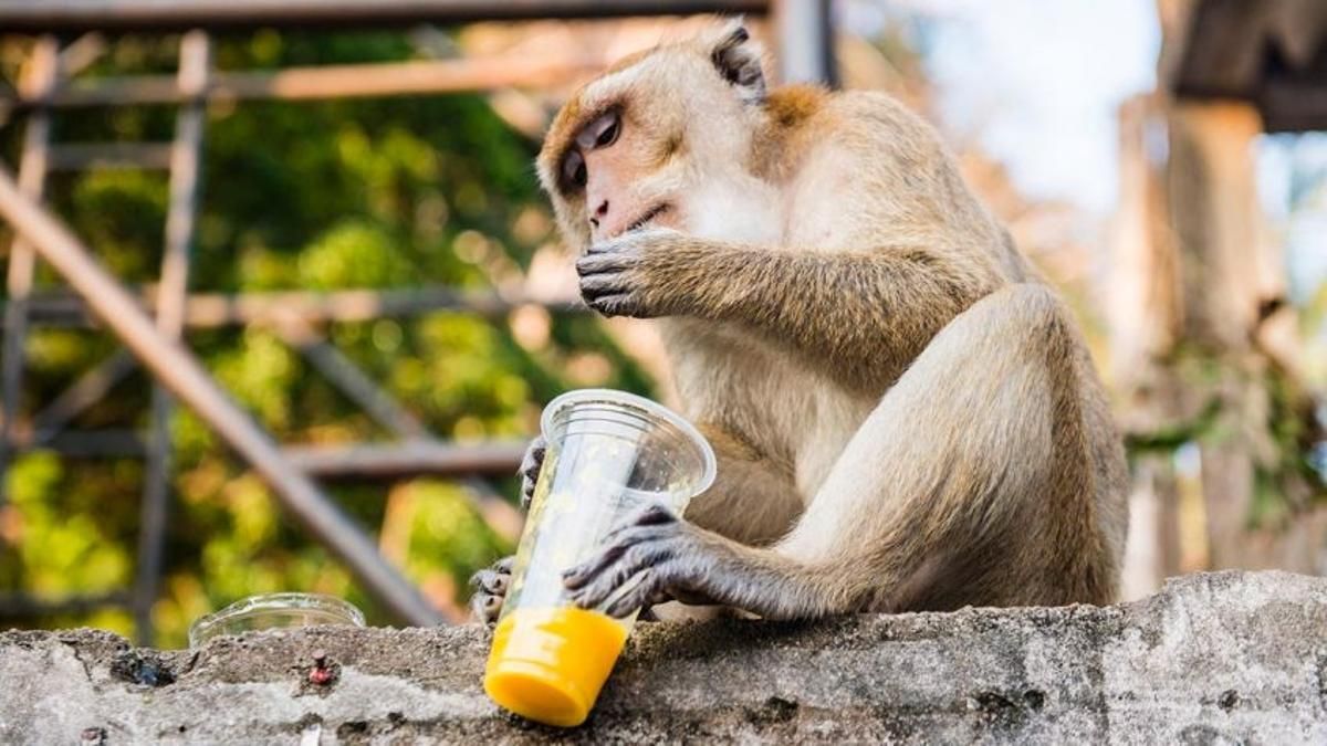 Cient&iacute;ficos descubren que los animales tambi&eacute;n consumen alcohol y quedan sorprendidos