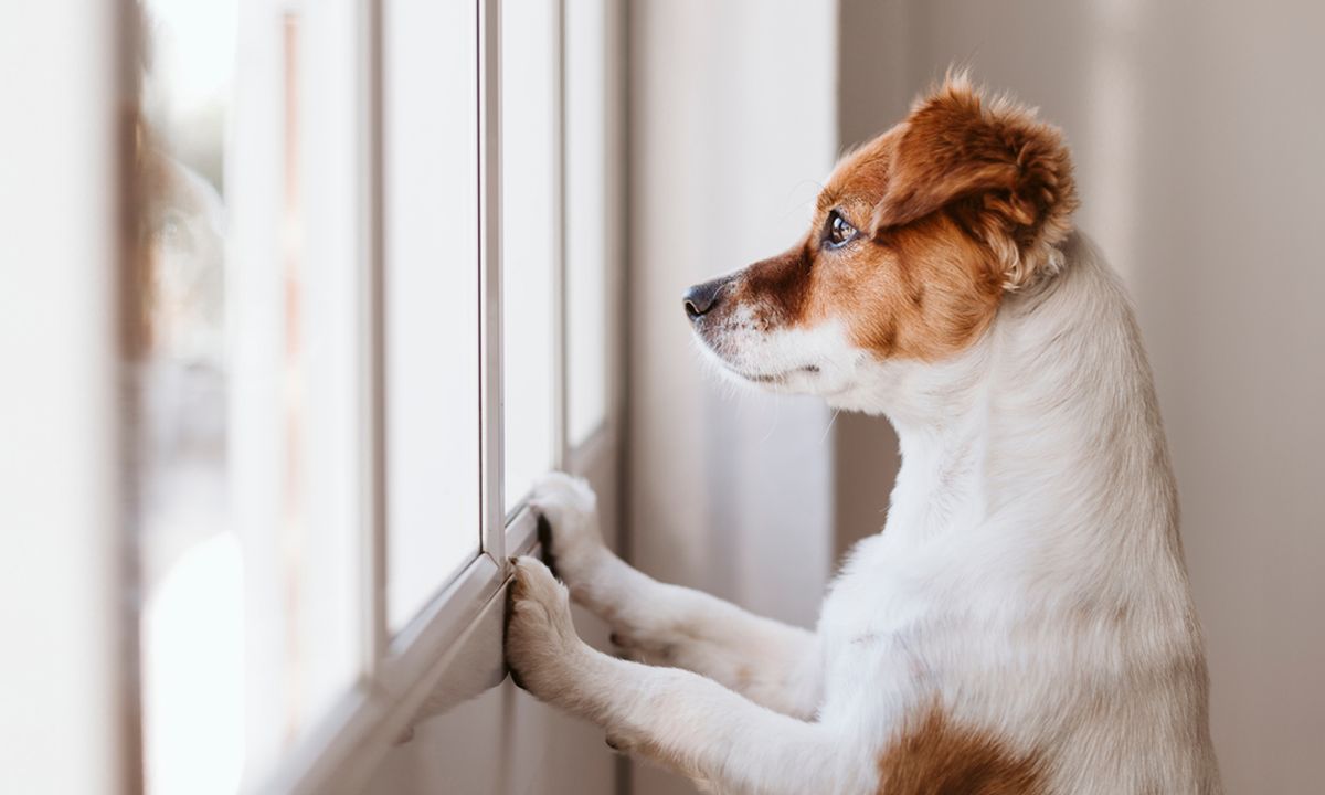 El sencillo y efectivo truco con el que puedes disminuir la ansiedad en tu perro El sencillo y efectivo truco con el que puedes disminuir la ansiedad en tu perro