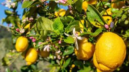 Los nutrientes son ideales para que las flores del árbol crezcan sanas y fuertes.
