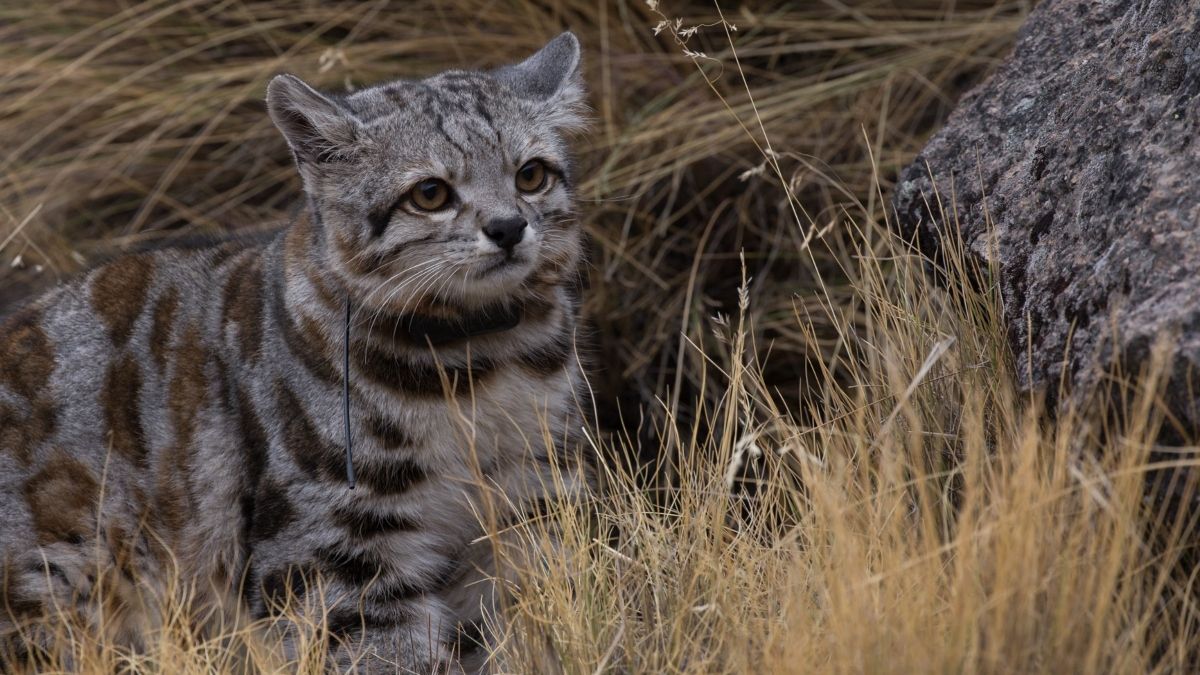 Logran nuevos registros en Mendoza del gato andino en Mendoza. Foto: Alianza Gato Andino - Juan Reppucci