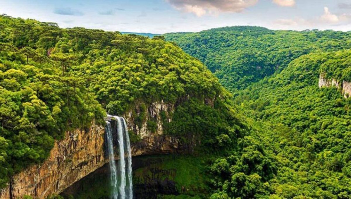 Cada rincón del Amazonas es un laboratorio natural que nos enseña sobre la vida y la adaptación. Cada rincón del Amazonas es un laboratorio natural que nos enseña sobre la vida y la adaptación.