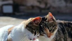 Hay gatos que viven juntos pero no son amigos.