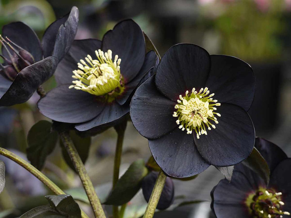 Las flores negras harán de tu parque un jardín gótico. Las flores negras harán de tu parque un jardín gótico.