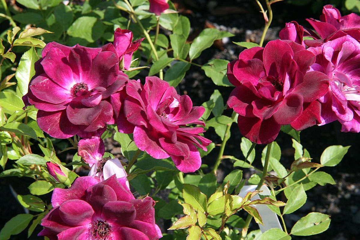 Burgundy Iceberg. Burgundy Iceberg.