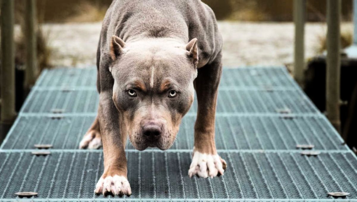 El perro en cuestión es común en policías y en las fuerzas armadas