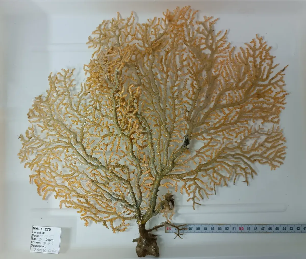 Un octocoral que acaba de ser descubierto. Un octocoral que acaba de ser descubierto.