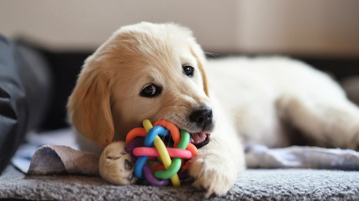 Astrología: así es el perro de cada signo. Astrología: así es el perro de cada signo.