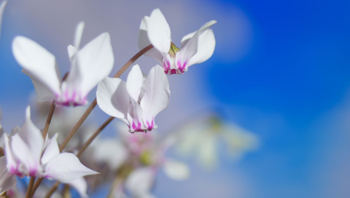 Violeta de los Alpes. Violeta de los Alpes. 