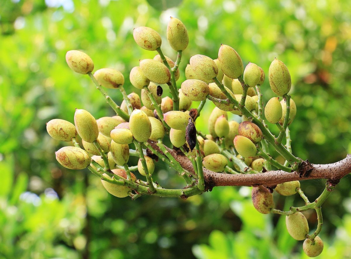 Si quieres cultivar pistachos en casa, sigue las recomendaciones de los expertos en jardinería. Imagen: Freepik. Si quieres cultivar pistachos en casa, sigue las recomendaciones de los expertos en jardinería. Imagen: Freepik.