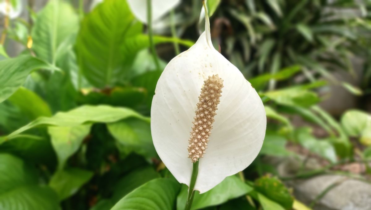 Espatifilo. Espatifilo. 