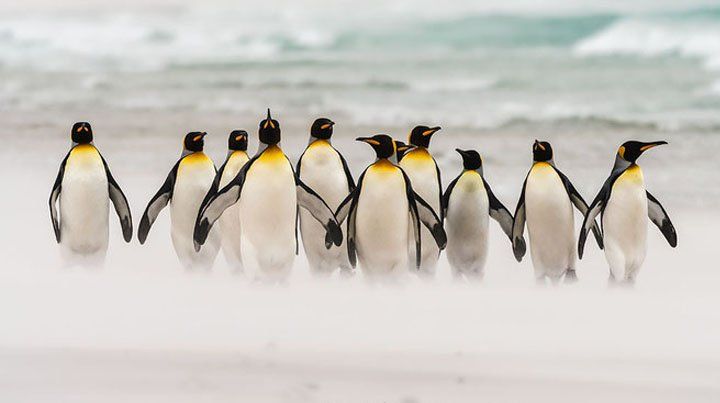 Declive masivo de la mayor colonia de pingüinos rey del mundo