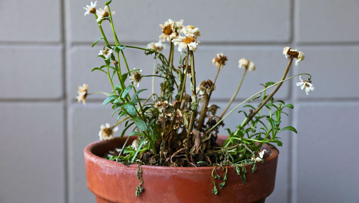 Revisa con frecuencia las hojas de tus plantas para verificar su estado, necesidades y detectar plagas. Revisa con frecuencia las hojas de tus plantas para verificar su estado, necesidades y detectar plagas.