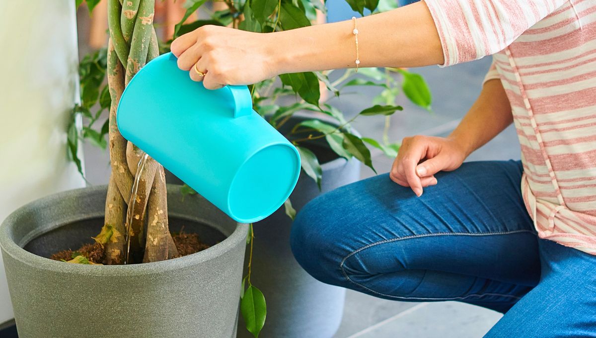 Utiliza vinagre para mantener las plantas de tu casa hermosas y sanas.&nbsp;