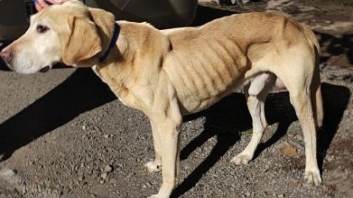 Así encontraron al perro Tyson cuando la asociación Rescatando Patas lo salvó de la situación de descuido y hacinamiento en la que vivía. Actualmente tiene una nueva familia. Así encontraron al perro Tyson cuando la asociación Rescatando Patas lo salvó de la situación de descuido y hacinamiento en la que vivía. Actualmente tiene una nueva familia.