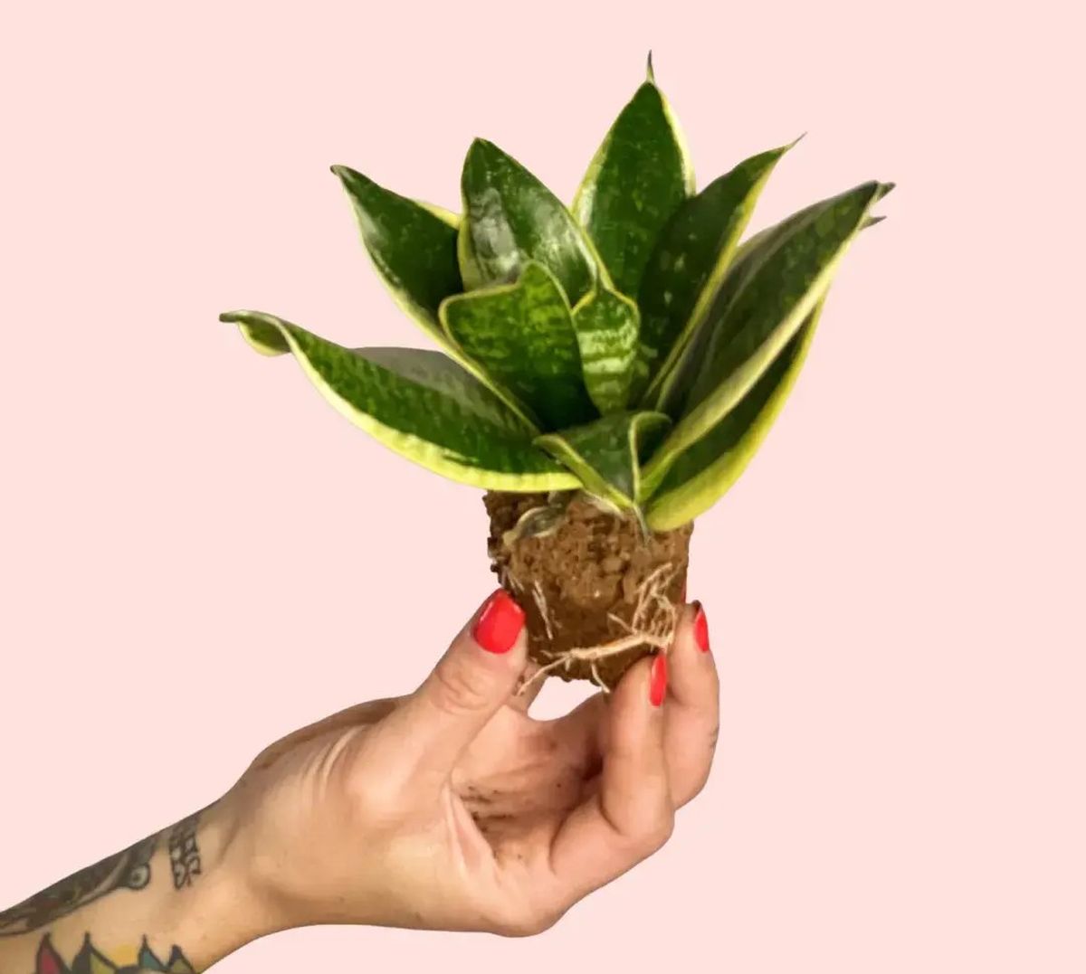 Descubrí los nueve tipos de sansevieria o lengua de suegra. Descubrí los nueve tipos de sansevieria o lengua de suegra.