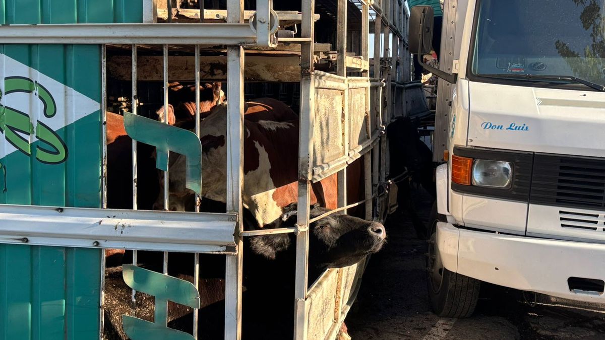 Siete vacas murieron y tres escaparon tras el accidente del camión en calle Las Margaritas y Ruta 7, de Maipú. Siete vacas murieron y tres escaparon tras el accidente del camión en calle Las Margaritas y Ruta 7, de Maipú.