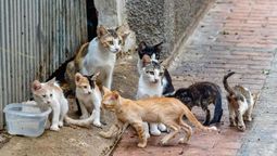 Los gatos callejeros viven como reyes en esta ciudad, potenciando la imagen del lugar. Los gatos callejeros viven como reyes en esta ciudad, potenciando la imagen del lugar.