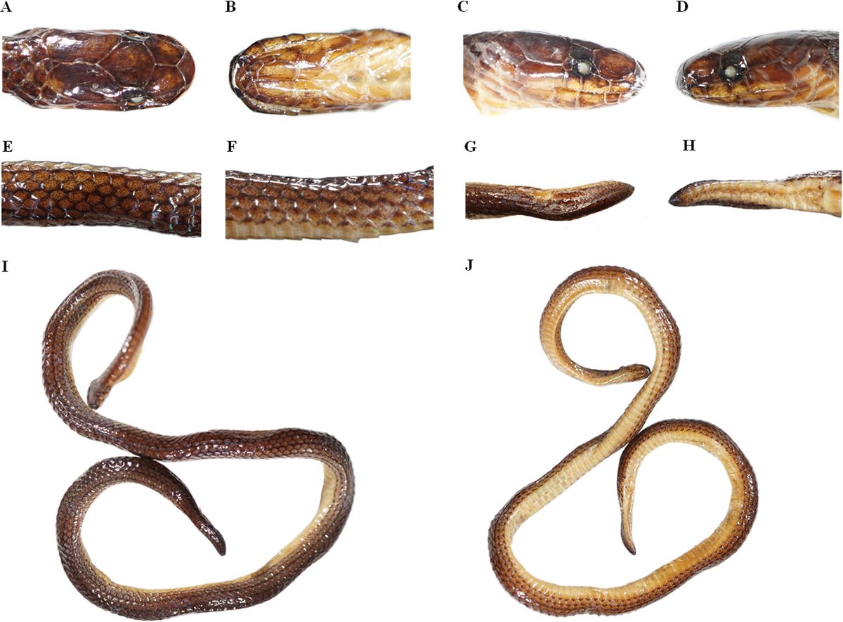 La nueva especie no había sido vista en más de 26 años. La nueva especie no había sido vista en más de 26 años.
