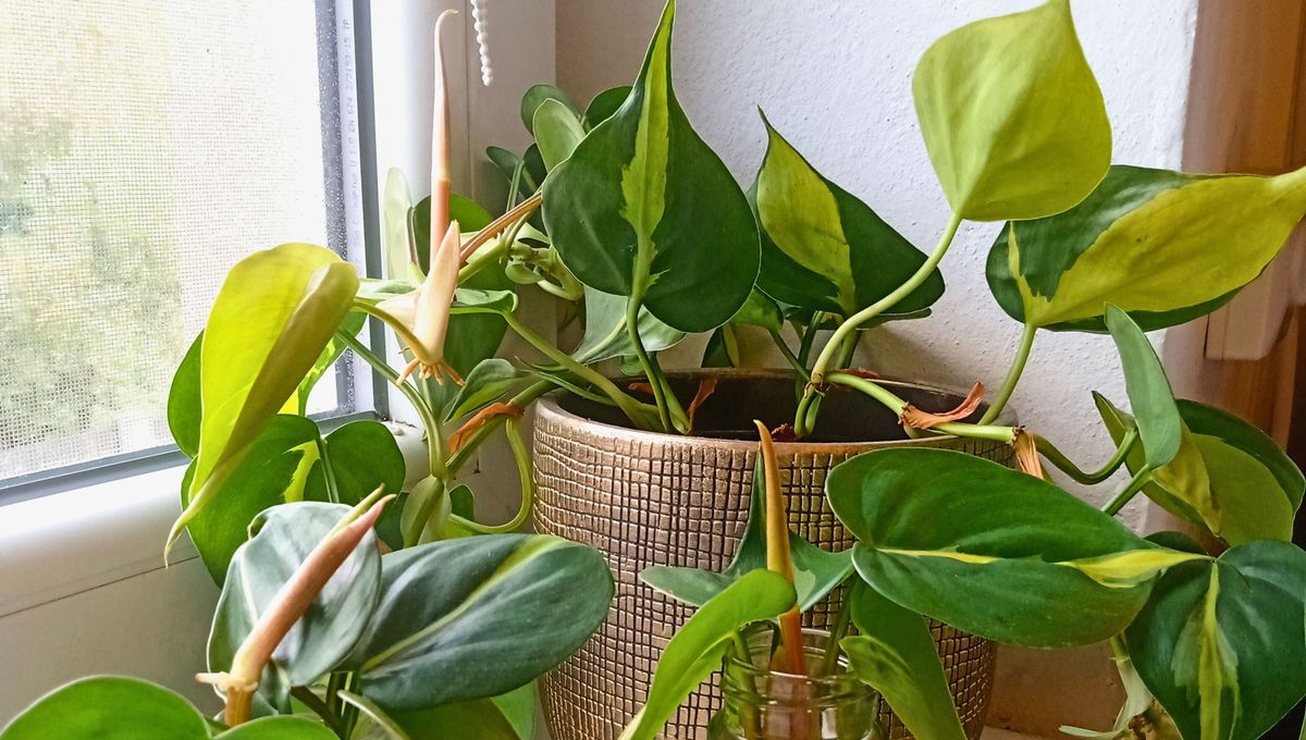 Esta planta puede llegar a medir hasta 20 metros bajo condiciones climáticas óptimas. Esta planta puede llegar a medir hasta 20 metros bajo condiciones climáticas óptimas. 