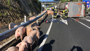 Un camión lleno de cerdos volcó en la Ruta 7 y la gente se llevó la carga Un camión lleno de cerdos volcó en la Ruta 7 y la gente se llevó la carga