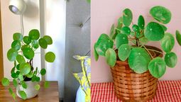 Esta planta es pet friendly, por lo que no pondrá en peligro a ninguna mascota. Imagen: Pexels. Esta planta es pet friendly, por lo que no pondrá en peligro a ninguna mascota. Imagen: Pexels.