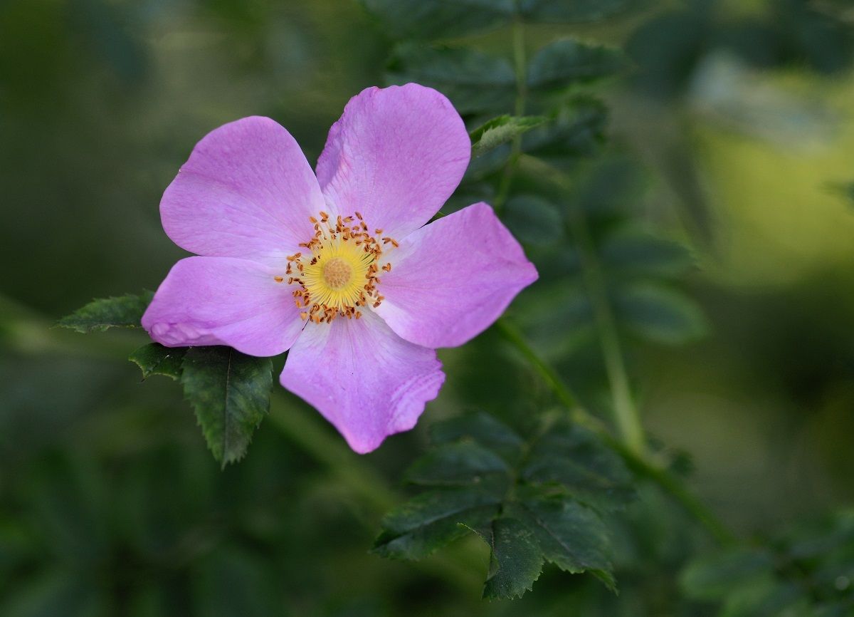 Las flores de este rosal nacen solas en racimos, generalmente durante el verano.