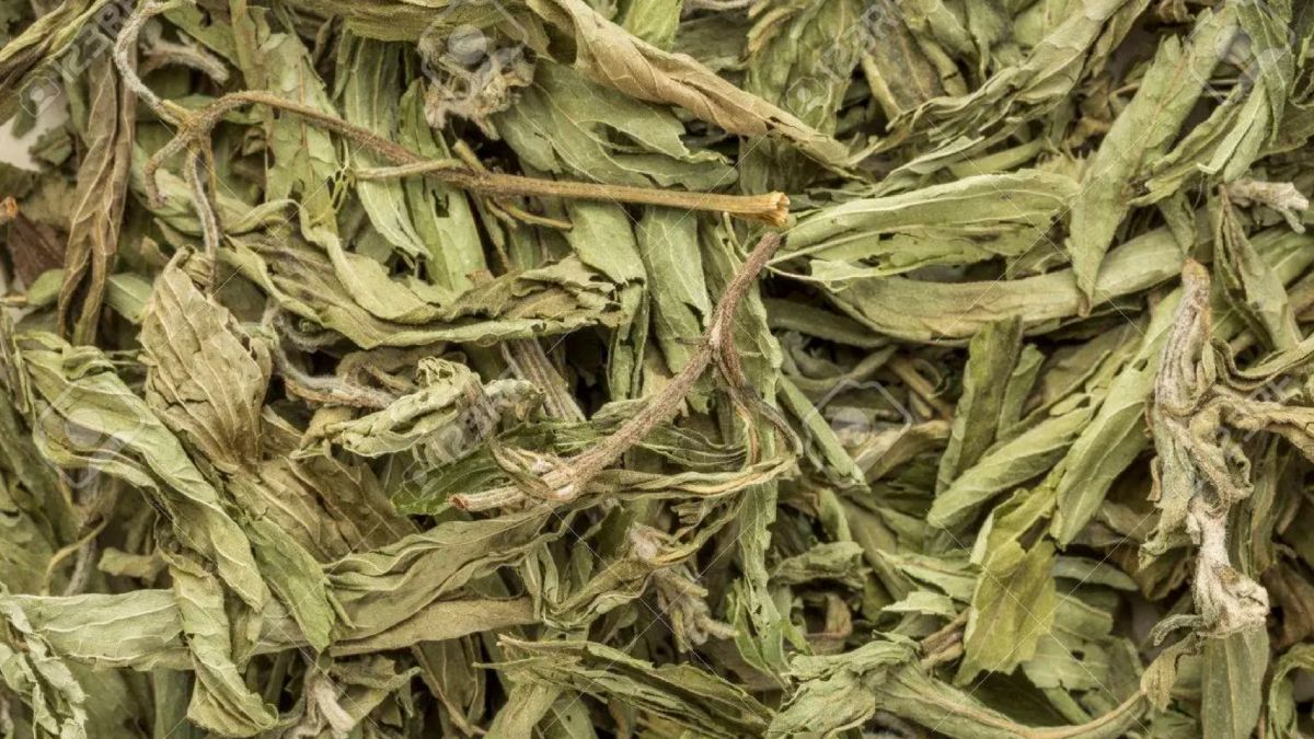 Las hojas de stevia son un excelente endulzante natural para el mate.