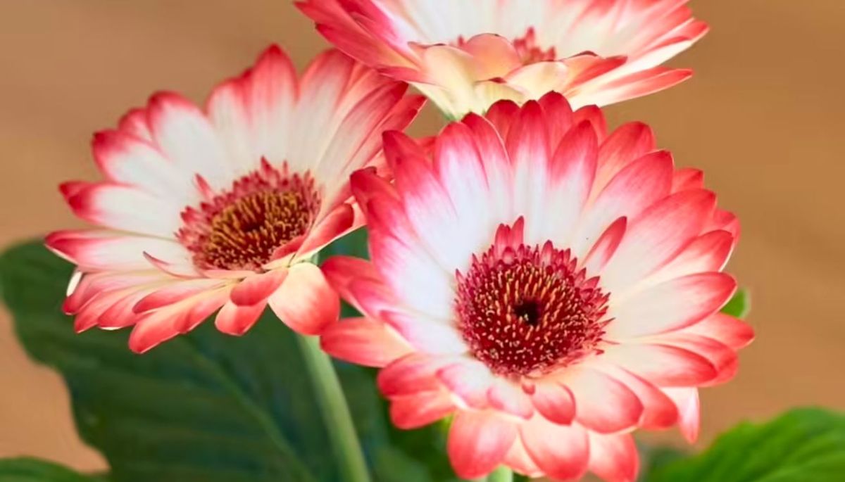 La gerbera requiere un nivel moderado de cuidado. La gerbera requiere un nivel moderado de cuidado.