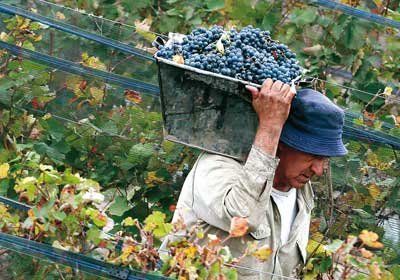 Alerta en el sector vitivinícola: sólo se cubrió 60% de los puestos para cosechar