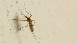 Los trucos caseros son la mejor forma de espantar a los mosquitos.