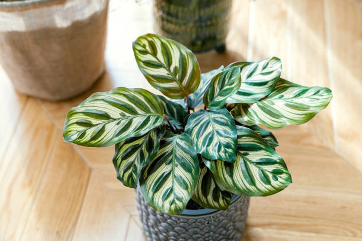 La Calathea es la mejor planta tropical para tener en casa.