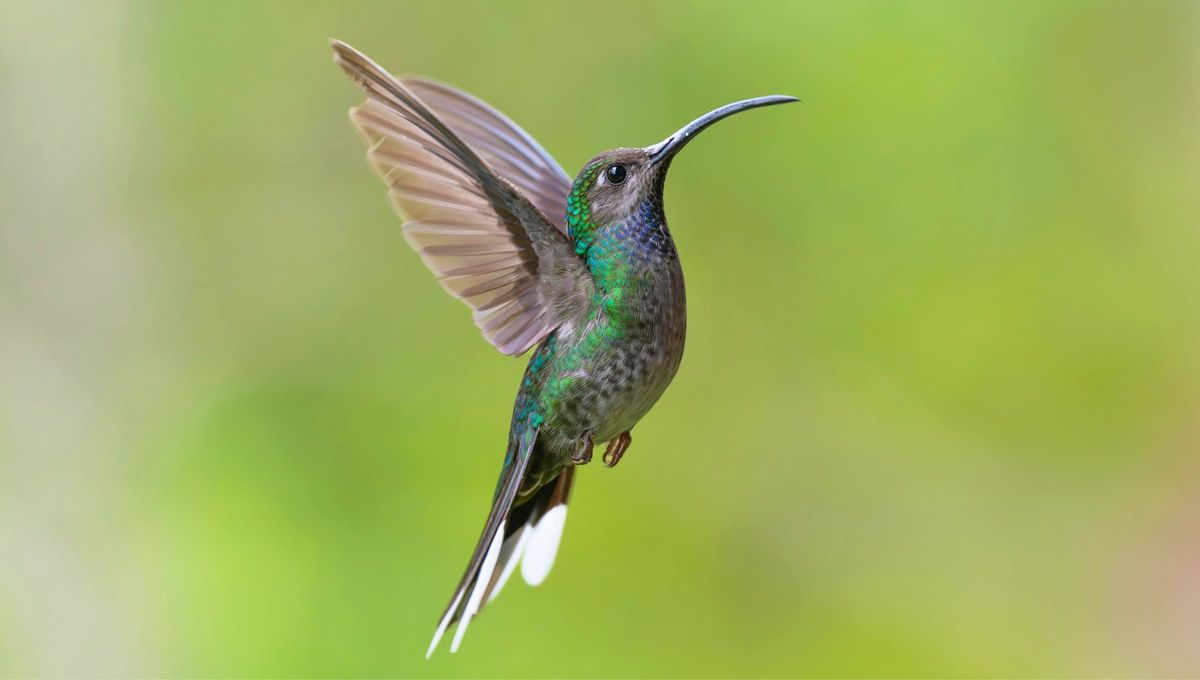 El colibrí, una ave pequeña, simboliza en la Biblia la belleza, la ligereza y la conexión con lo divino, siendo las aves en general asociadas con la esperanza, la libertad y la gracia de Dios El colibrí, una ave pequeña, simboliza en la Biblia la belleza, la ligereza y la conexión con lo divino, siendo las aves en general asociadas con la esperanza, la libertad y la gracia de Dios