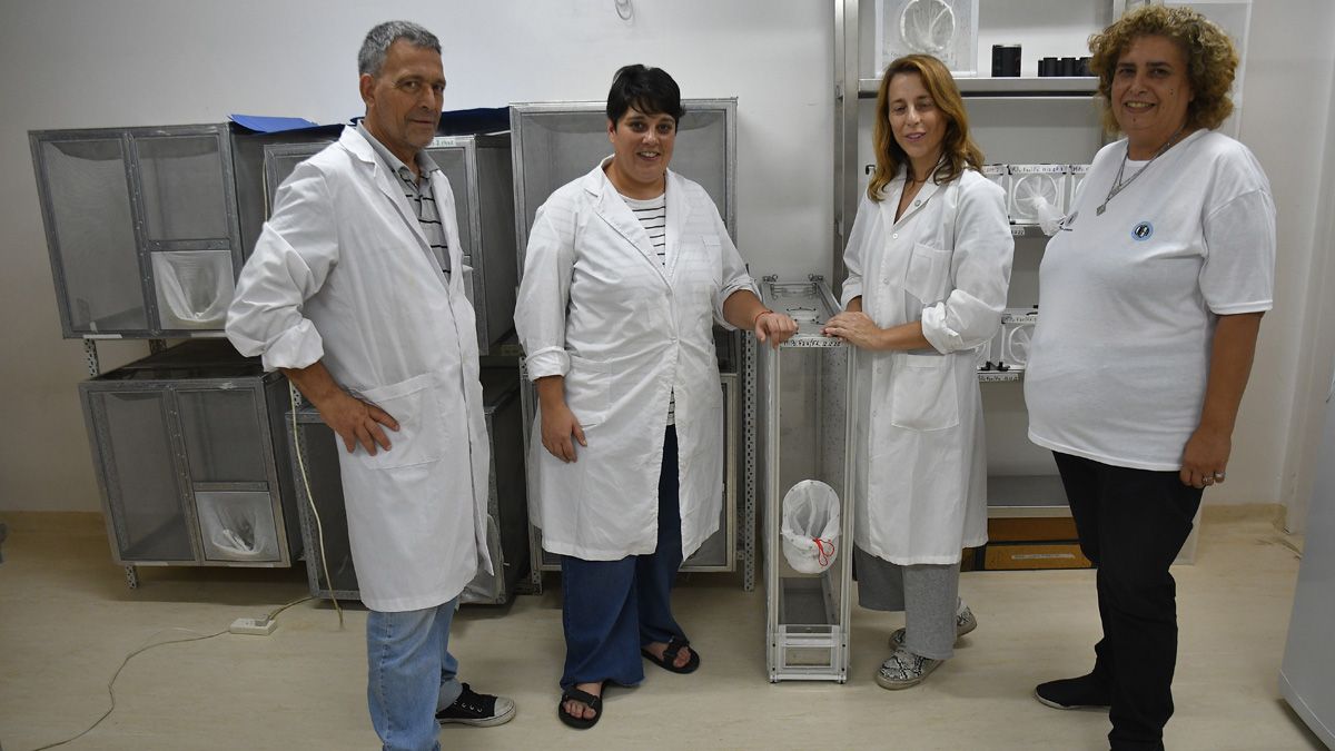 Los investigadores de la Comisión Nacional de Energía Atómica que investigan la crianza de mosquitos estériles para prevenir enfermedades