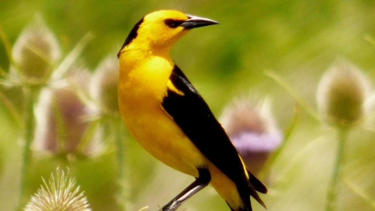 Aves Argentinas busca voluntarios para el Proyecto Tordo Amarillo. (Foto: Aves Argentinas)