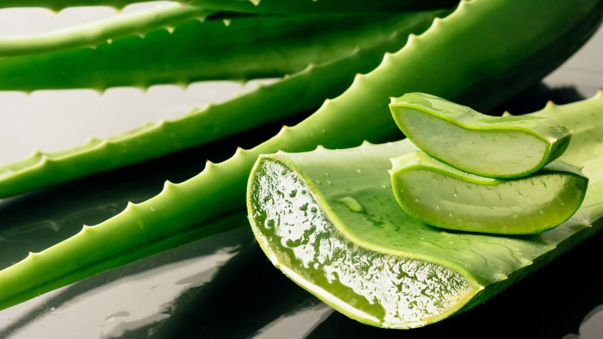 El gel de aloe vera es súper beneficioso para la piel por sus propiedades antibacterianas y reparadoras de la barrera cutánea. El gel de aloe vera es súper beneficioso para la piel por sus propiedades antibacterianas y reparadoras de la barrera cutánea.