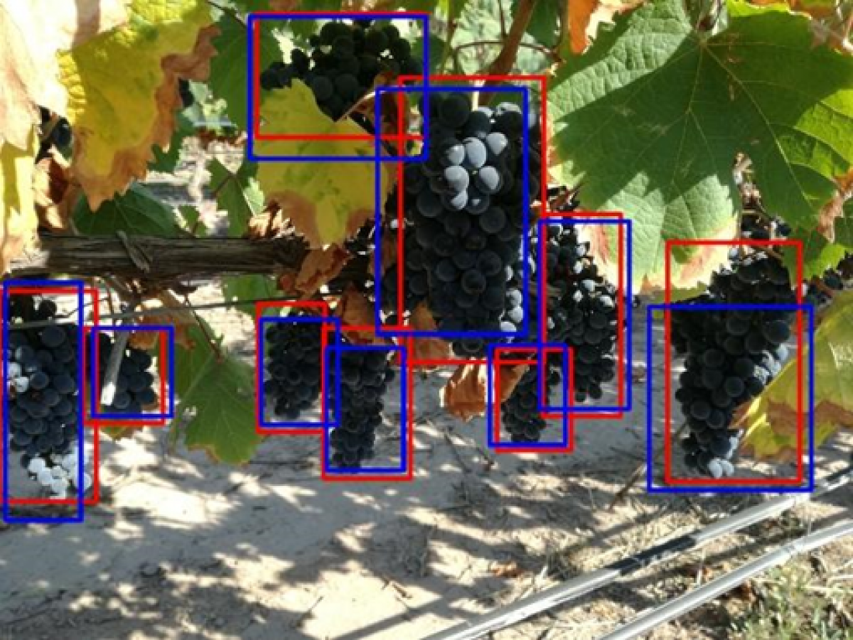 El algoritmo de reconocimiento de imágenes permitirá mayores certezas en el pronóstico de cosecha de la vid.