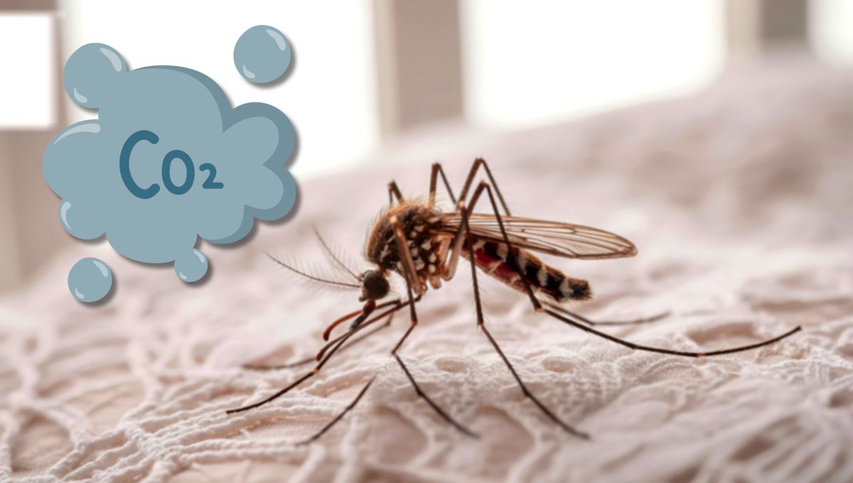 Los mosquitos vuelan cerca de tu cabeza durante la noche por el dióxido de carbono que liberas al exhalar. Los mosquitos vuelan cerca de tu cabeza durante la noche por el dióxido de carbono que liberas al exhalar. 