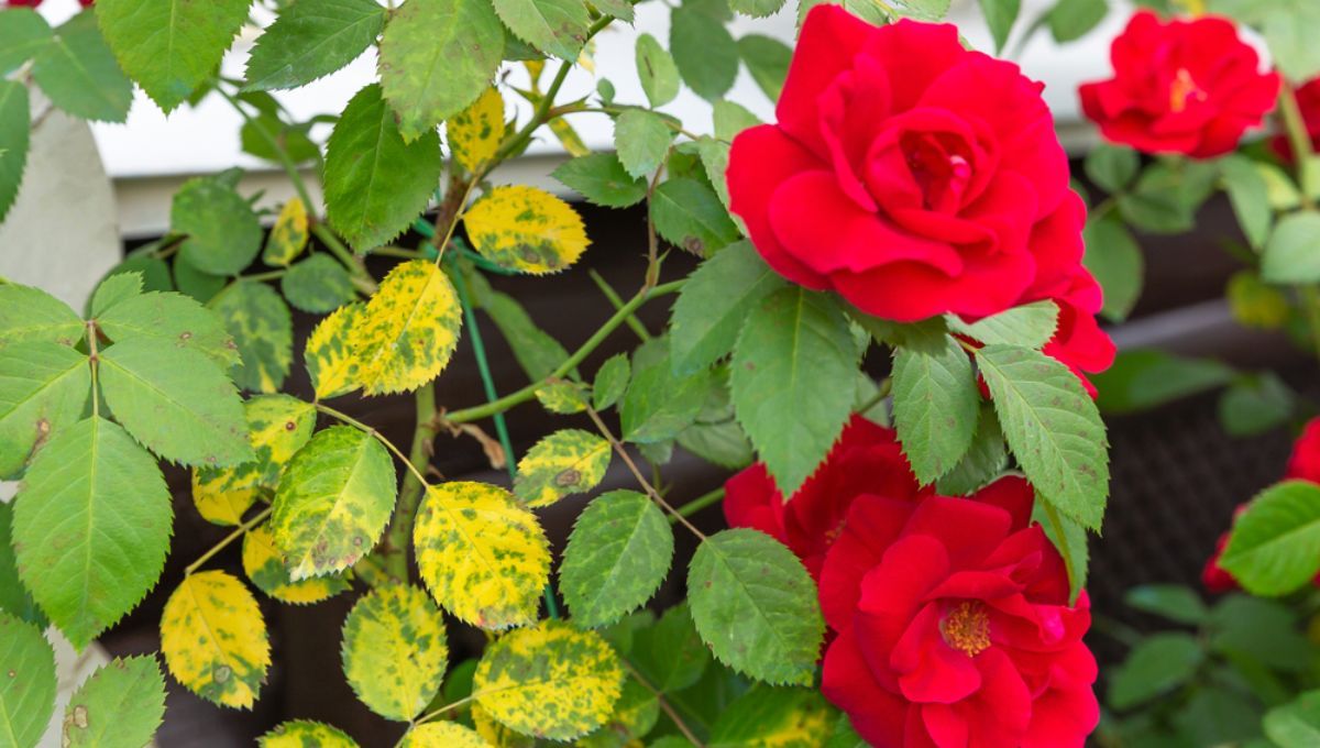 Truco casero para eliminar las hojas amarillas del rosal