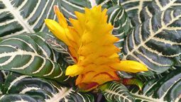Las flores de la planta de cebra poseen una forma tubular que permite que los colibríes ingresen con sus finos picos.