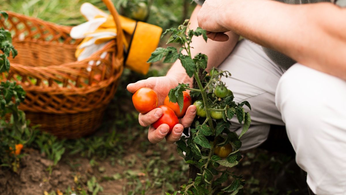Cultiva estas semillas y cosecha deliciosos vegetales.