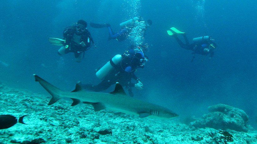 El instructor de buceo que impidió que un tiburón mordiera a su alumno