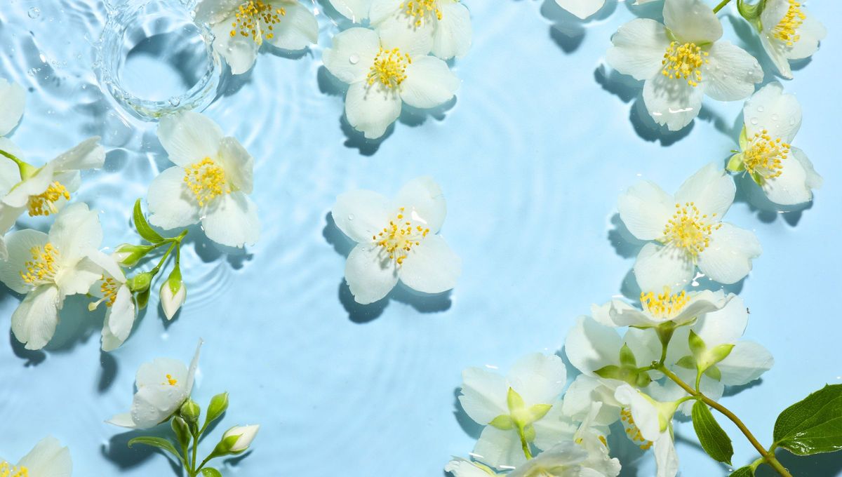 El truco definitivo para conservar las flores de jazmín en agua sin que se oxiden