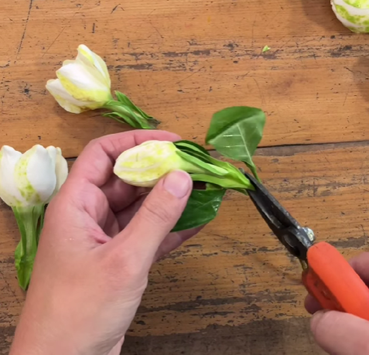 Así debes cortar el tallo del jazmín. Así debes cortar el tallo del jazmín.