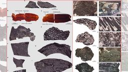 El descubrimiento marca un hito para quienes estudian la evolución de los animales.