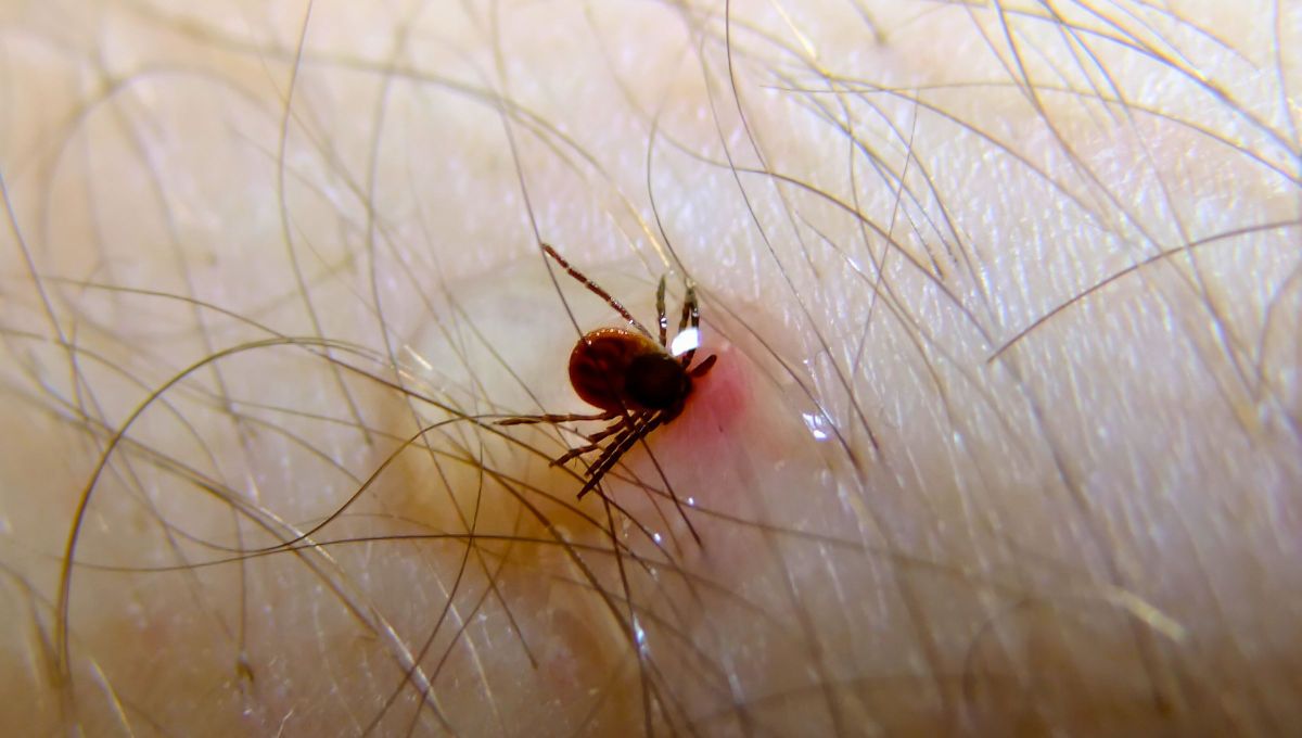 Cuidado si tenés este tipo de sangre: es el blanco preferido de las garrapatas
